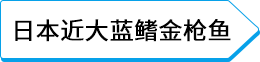 日本近大蓝鳍金枪鱼